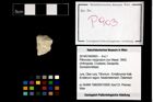 Foto (Objekt + Etikett) von Pithonoton marginatum (von Meyer, 1842)  (NHMW-GEO-2014-0194-0903)